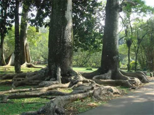 植物界的吉尼斯世界紀錄