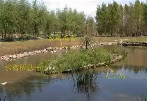 河道生態(tài)棲息地的修復(fù)設(shè)計(jì)與施工