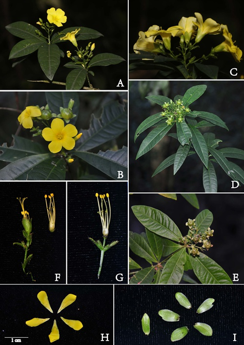 版納植物園在緬北發(fā)現(xiàn)植物新種“腺苞石海椒”