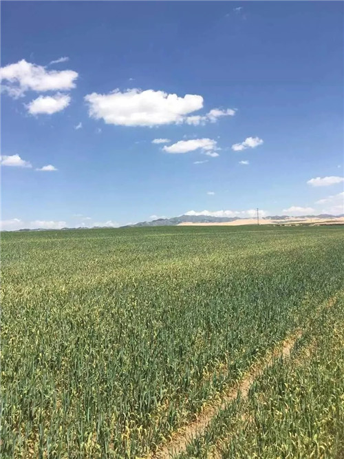 這種植物,全世界只有一個(gè)地方出產(chǎn)……