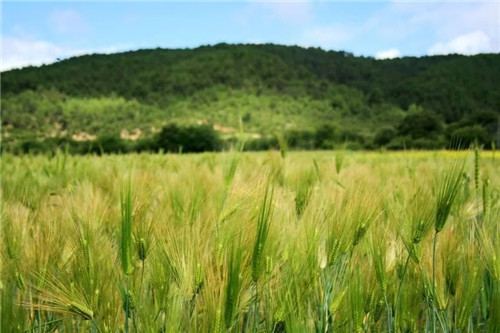 這種植物,全世界只有一個(gè)地方出產(chǎn)……