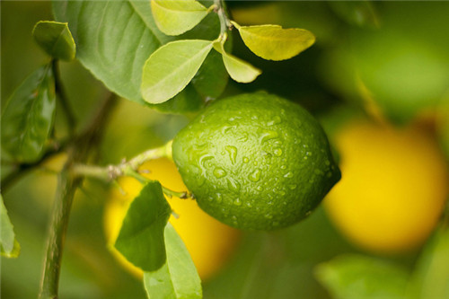 花園里可以種植的好看又能吃的植物