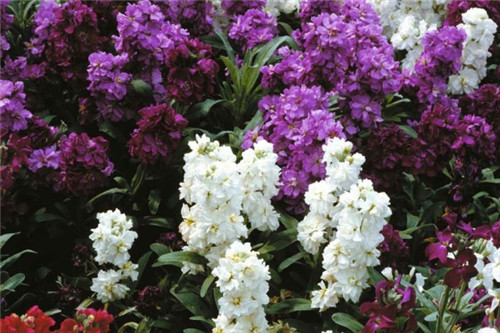 花園里可以種植的好看又能吃的植物