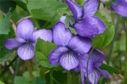 花園里可以種植的好看又能吃的植物