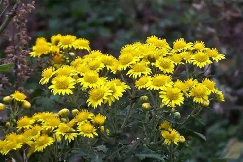 花園里可以種植的好看又能吃的植物