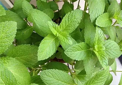 花園里可以種植的好看又能吃的植物