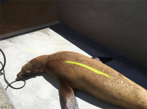 植物的殺傷力也很大!