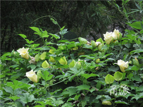 寧波野外再現珍稀植物木鱉子
