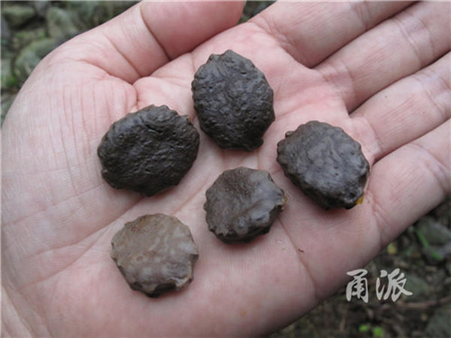 寧波野外再現珍稀植物木鱉子