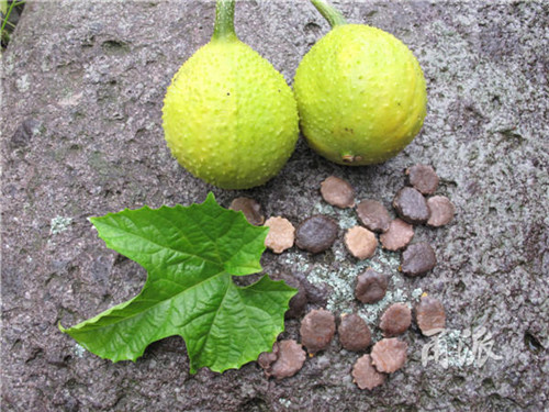寧波野外再現珍稀植物木鱉子