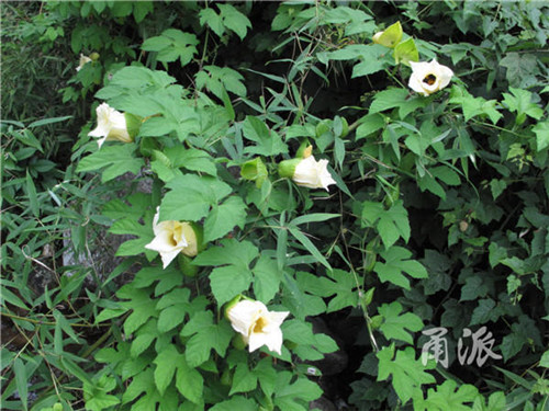 寧波野外再現珍稀植物木鱉子