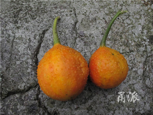 寧波野外再現珍稀植物木鱉子