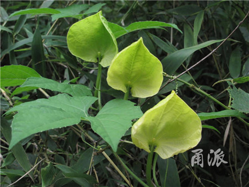 寧波野外再現珍稀植物木鱉子