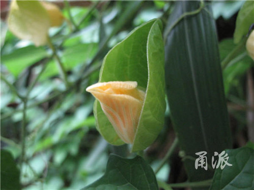 寧波野外再現珍稀植物木鱉子