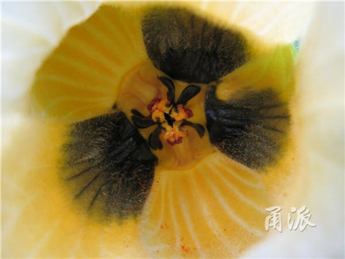 寧波野外再現珍稀植物木鱉子