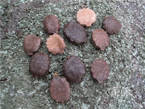 寧波野外再現珍稀植物木鱉子