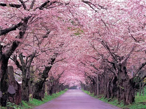 這類樹木為何能在園林綠化中長盛不衰?