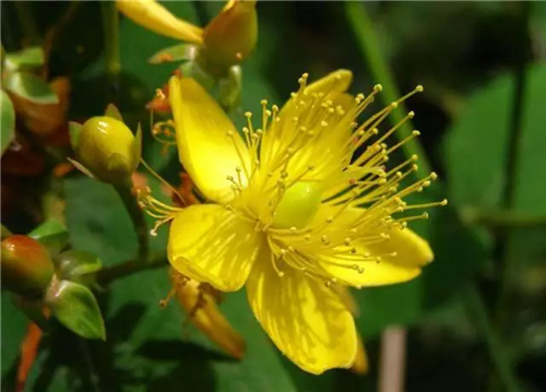 這類樹木為何能在園林綠化中長盛不衰?