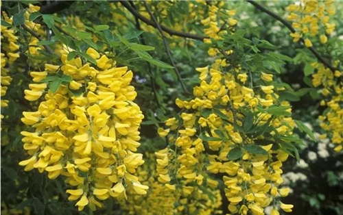 這類樹木為何能在園林綠化中長盛不衰？