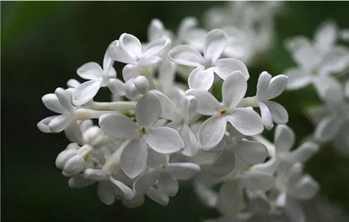 這類樹木為何能在園林綠化中長盛不衰？