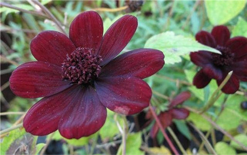 這四種罕見的花卉你都見過嗎？