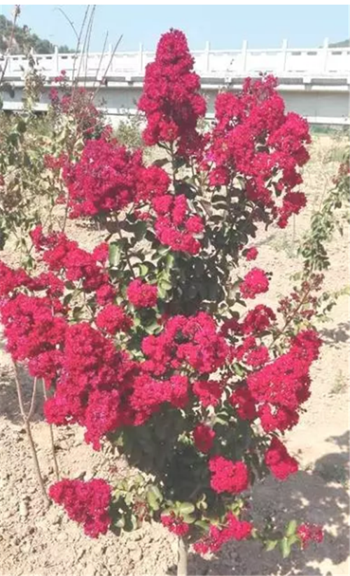 美國紫薇“百日紅”在洛川盛開