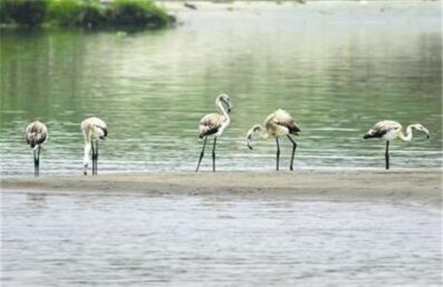 成都已記錄高等植物占全國種數十分之一