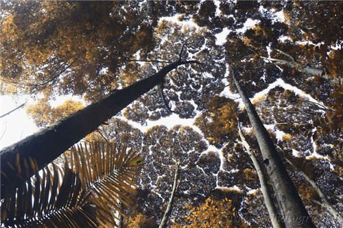 樹(shù)木的母性光輝發(fā)揚(yáng)起來(lái)人類都力所能及