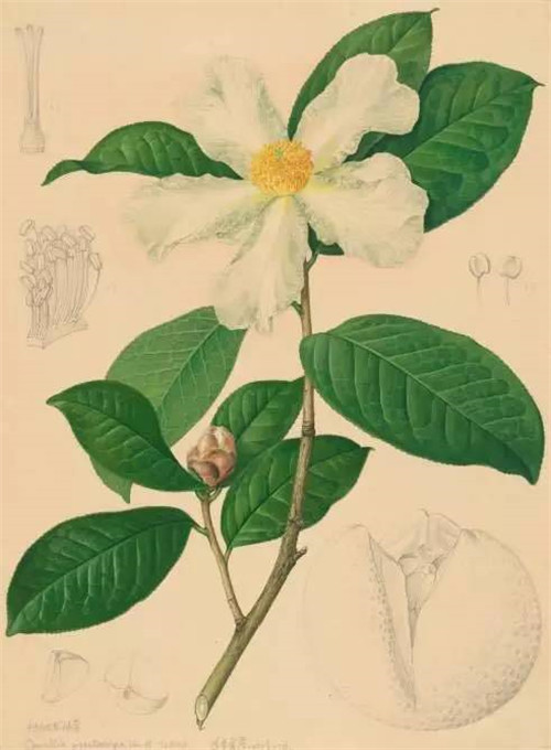 植物科學畫，宜興有名家