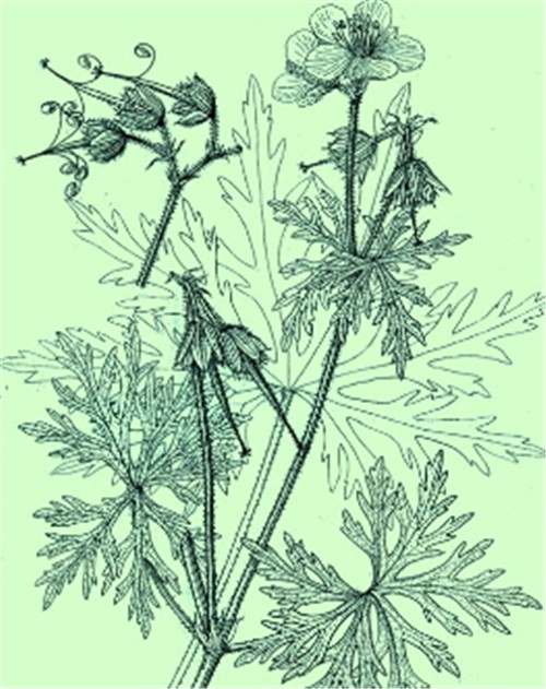 植物科學畫,宜興有名家