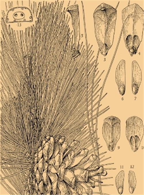 植物科學畫,宜興有名家