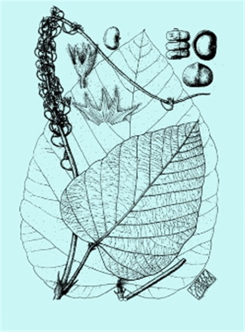 植物科學(xué)畫，宜興有名家