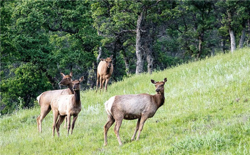 浴火重生,一個國家公園引發(fā)的思考