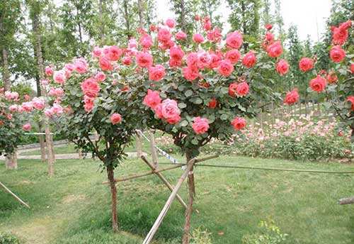 “控花技術”讓月季花國慶節前后也能盛放