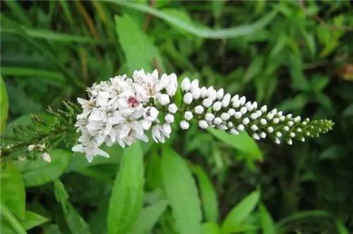耐鹽堿植物大搜羅