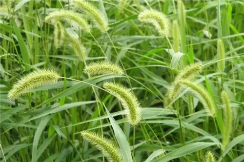 耐鹽堿植物大搜羅