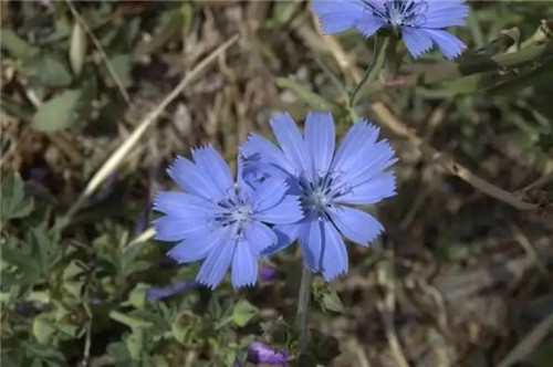 耐鹽堿植物大搜羅