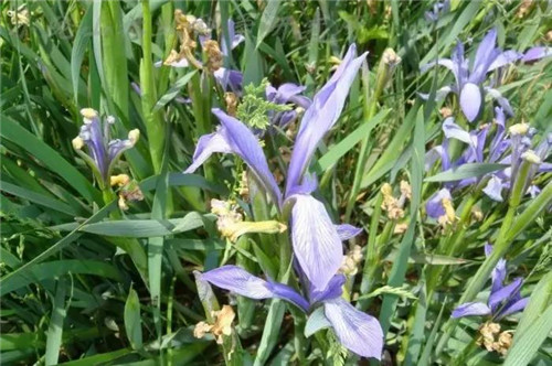 耐鹽堿植物大搜羅