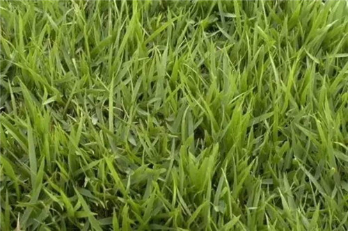 耐鹽堿植物大搜羅