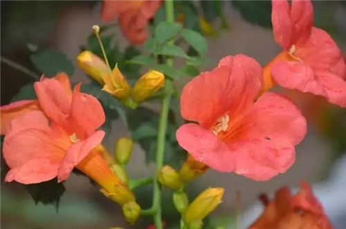 耐鹽堿植物大搜羅