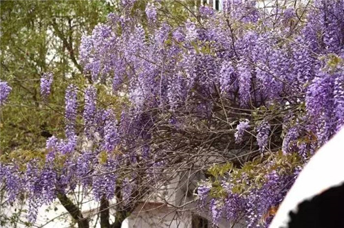 耐鹽堿植物大搜羅