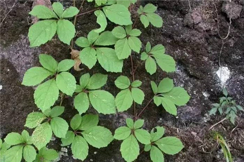 耐鹽堿植物大搜羅