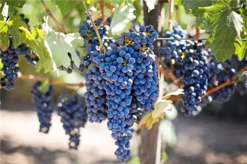 耐鹽堿植物大搜羅