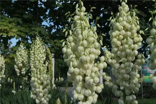 耐鹽堿植物大搜羅