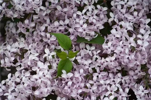 耐鹽堿植物大搜羅