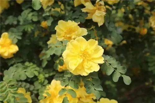 耐鹽堿植物大搜羅