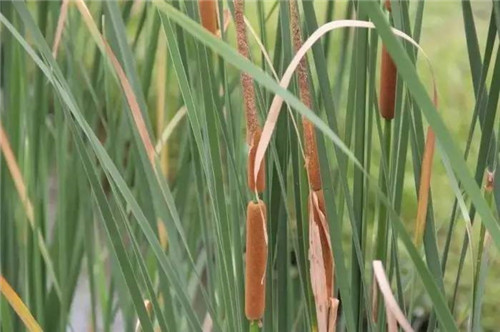 耐鹽堿植物大搜羅