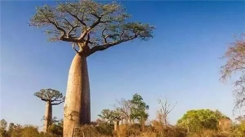 談?wù)劤鞘袌@林的抗震減災(zāi)功能