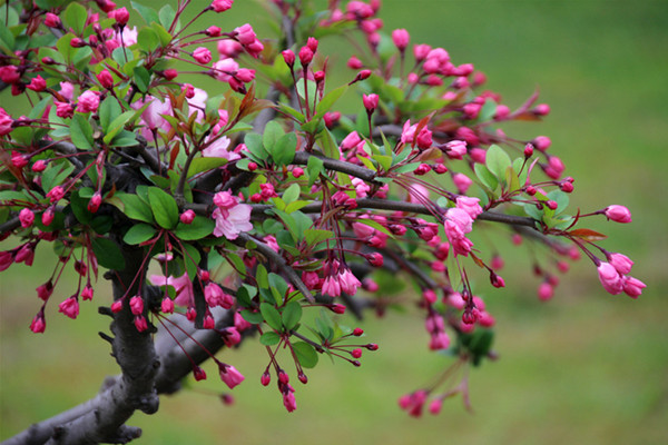 園林景觀之色彩:不同色彩的園林植物代表