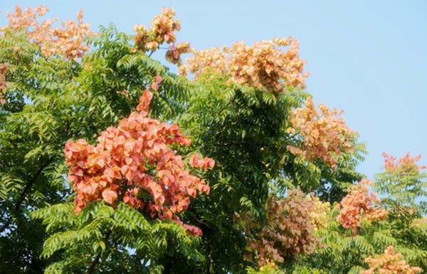 園林景觀之色彩:不同色彩的園林植物代表